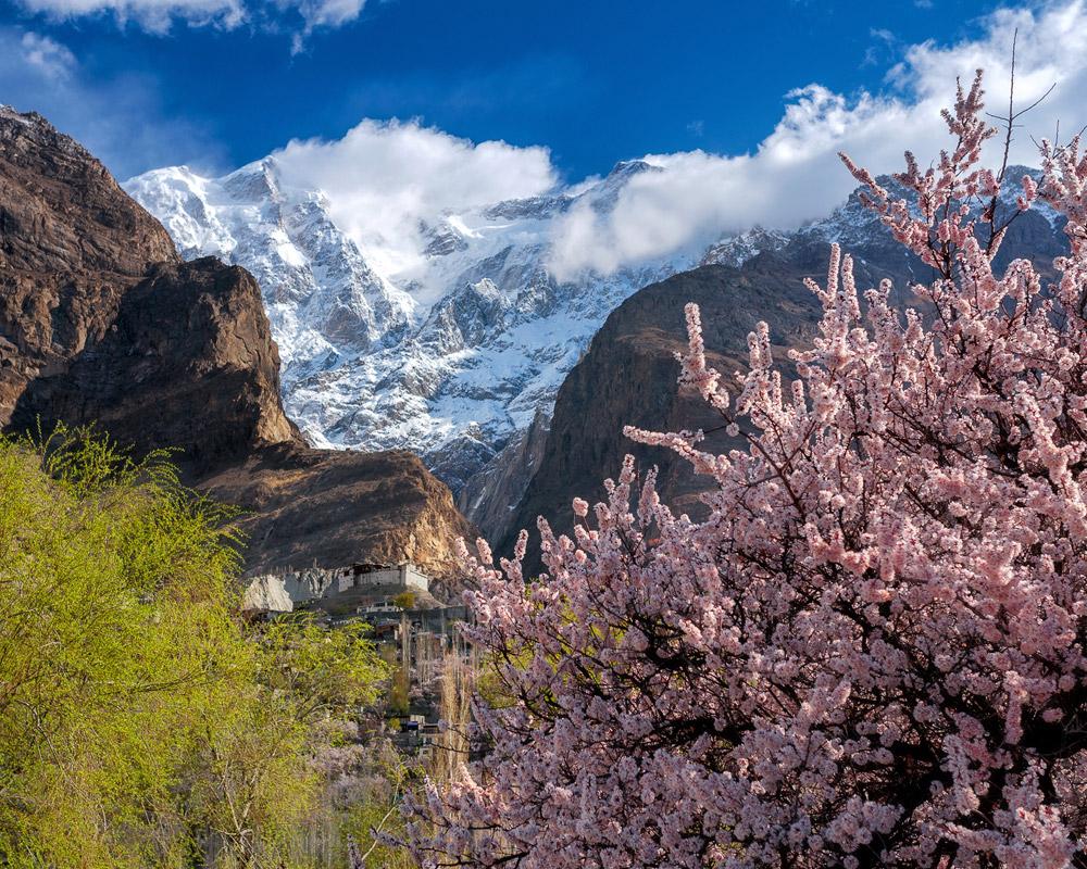 Cherry Blossom